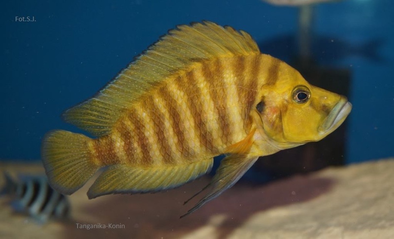 Altolamprologus compressiceps 'Cape Chaitika'